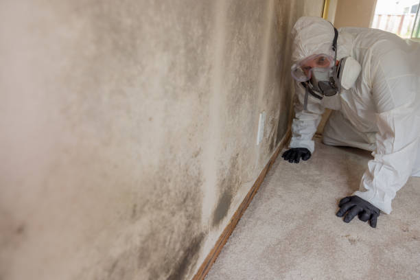 Best Biohazard Mold Removal in Sprague, WV